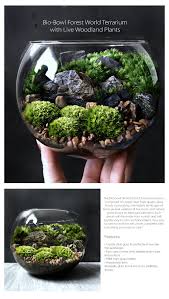Bio Bowl Forest World Terrarium From Apollo Box Terrarium Terrarium Plants Garden Terrarium