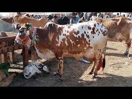 Big cow qurbani in pakistan video. Fateh Jang Bakra Mandi