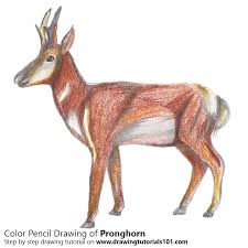 Click on the download buttonk below to download a pdf version of this coloring printout file name: Pronghorn Colored Pencils Drawing Pronghorn With Color Pencils Drawingtutorials101 Com