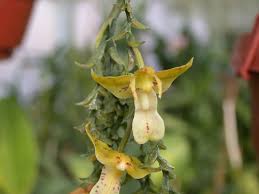 Image result for Polystachya melanantha