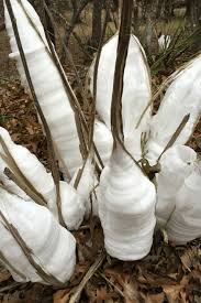 Curbside pickup · savings spotlights · everyday low prices The Frost Flowers Are Blooming Y All The Texas Wildflower