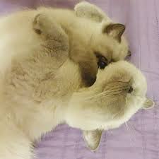 Sonunda Ismime Karar Verildi Lilly Zambak Ben Anneme Sarildim Uyuyorum Sizlere Iyi Geceler In 2020 Cats Animals