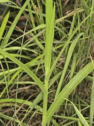 Image result for Fuirena stricta