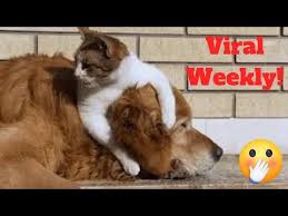 Beallitasok Youtube Funny Animal Videos Funny Animals Animal Gifs