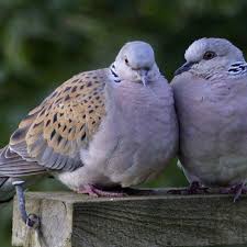 Peternakan perkutut dan puter pelung semar gede bird farm sidoarjo meracik pakan burung puter pelung. 7 Makanan Burung Perkutut Agar Rajin Bunyi Dan Gacor Terus Pintarpet