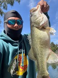 Fish report from lake casitas : Bass are healthy and chasing shad looks to  be another great year of fishing. Water lever is at 97% this is a great  place to come