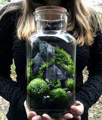 Modern Unique Moss Terrarium Ideas Terrarium Garden Terrarium Terrarium Plants