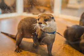 Freshwater otters live in family otters need space to roam. Why You Shouldn T Share That Cute Pet Otter Video World Animal Protection