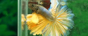 The most common japan fighter fish material is cotton. Siamese Fighting Fish Facts Pet Circle