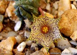 Image result for Huernia erectiloba