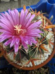 Given the areas where they live, though, water is often scarce. Ferocactus Latispinus Flower With Water Inside Cactus