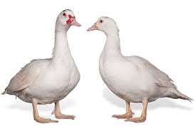 This is grimaud frères fr by studio gael arnaud on vimeo, the home for high quality videos and the people who love them. Grimaud Freres Product Line Ducks Geese Pigeons