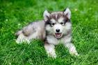 9 Dogs That Look Like Huskies - Barking Royalty