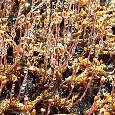 Image result for Tristicha trifaria