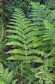 Image result for Ficinia filiformis