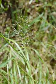 Image result for Eragrostis porosa