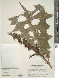 Image result for Acanthus mayaccanus