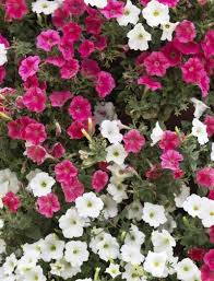 Different Types Of Petunias Learn About The Varieties Of