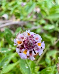 Image result for Lippia