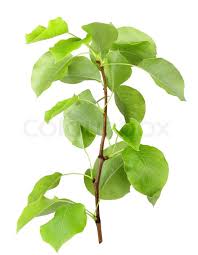 Has anyone ever used copper nails to kill trees? Young Sprout Of Apple Tree With Green Stock Image Colourbox