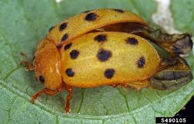 The mexican bean beetle (epilachna varivestis) is one of the most destructive insect pests of beans in the eastern united states and portions of the southwest. Mexican Bean Beetle Epilachna Varivestis Coleoptera Coccinellidae 5490105