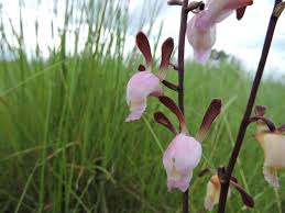 Image result for Eulophia caricifolia