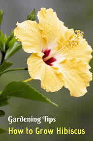Hibiscus is best grown in full sun conditions. How To Grow Hibiscus Gardening Channel