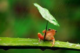 Look At This Chill Frog Using A Leaf As An Umbrella Cute Frogs Frog Cute Creatures