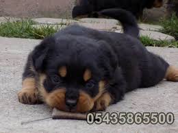 Satilik Rottweiler Yavrulari Rottweiler Yavrulari Rottweiler Kopek