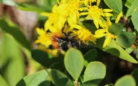 Image result for Bombus monticola