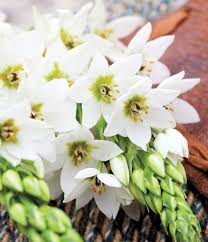 Image result for Ornithogalum seineri