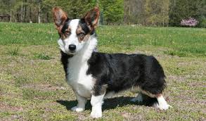 Cardigan Welsh Corgi Breed Information ...
