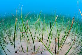 Image result for Cymodoceaceae