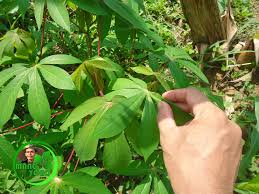Daun singkong yang banyak dikonsumsi adalah daun singkong (manihot esculenta grantz) dan penurunan kandunganklorofil disajikan pada gambar2. Cara Memilih Daun Singkong Untuk Dimasak Ditumbuk