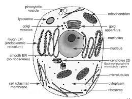 A comparison of plant and animal cells using labelled diagrams and descriptive explanations. Draw A Neat Diagram Of Animal Of An Animal Cell And Label Any Four Parts Of It Studyrankersonline