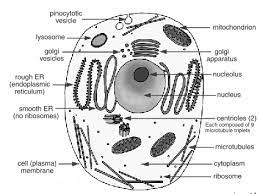 They are eukaryotic cells, that means they contain a membrane bound nucleus. Draw A Neat Diagram Of Animal Of An Animal Cell And Label Any Four Parts Of It Studyrankersonline