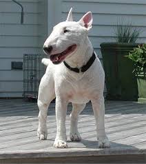 Black And White Bull Terrier Bull Terrier And Miniature Bull Terriers Picture And Photos 2 English Bull Terriers Bull Terrier Miniature Bull Terrier