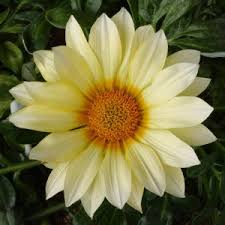 Image result for foto Gazánie