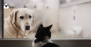 Gato blanco y negro mirando al labrador retriever amarillo adulto en la  ventana foto
