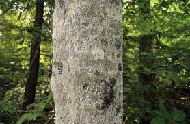 Dnr Beech