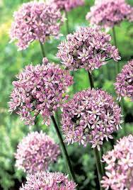 Pink Jewel Lovely Allium Producing Large Attractive Heads Packed With Delightful Lilac Rose Florets Flowers In June Bulb Flowers Pink Jewels Allium Flowers