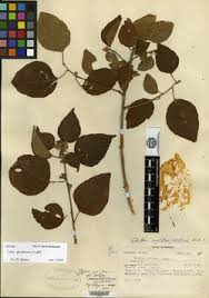 Image result for Croton polytrichus