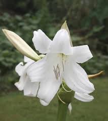 Image result for Crinum moorei
