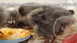 Civciv Poposunda Diski Kurumasi Cozumu Youtube