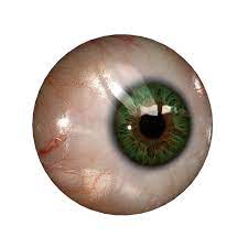 Real Eye Png File Eyeball Drawing Human Eye Scary Eyes