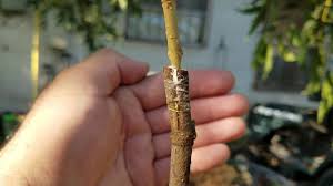 Check spelling or type a new query. Check This Out Graft Mulberry On Fig Tree Youtube