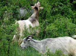 Animale de ferma de vanzare. Capre De Vanzare Tap Francez Stiriagricole Ro