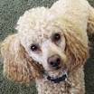 - Arizona Poodle Rescue - ADOPTIONS - Rescue Me!