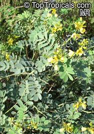 Image result for Senna italica