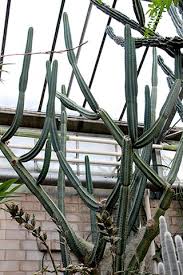 Some of the technologies we use are necessary for critical functions like security and site integrity, account authentication, security and privacy preferences, internal site usage. Cactus Or Succulent 5 Succulents That Look Like Cactus Succulent Alley